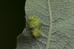 5du10657 - Iteomyia major