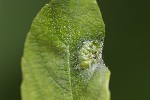 5du10667 - Iteomyia major