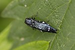 5du10743 - Agrilus guerini