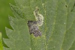 5du10755 - Agromyza anthracina