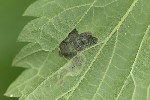 5du10760 - Agromyza anthracina