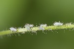 5du10892 - Aphididae