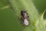 5du10943 - Heterogaster urticae