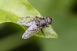 5du10980 - Pollenia sp.