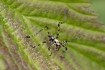 5du11027 - Phaneroptera sp.