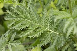 5du11050 - Tanacetum vulgare