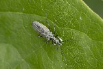 5du11072 - Oedemera lurida