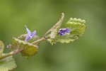 5du11092 - Glechoma hederacea