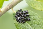 5du11107 - Palomena prasina