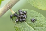 5du11124 - Palomena prasina
