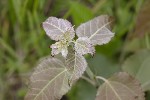 5du11153 - Populus tremula