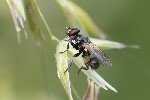 5du11193 - Thecophora atra