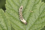 5du11227 - Thyatira batis