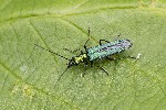 5du11260 - Oedemera nobilis