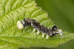 5du11315 - Thyatira batis