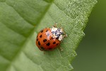 5du11333 - Harmonia axyridis