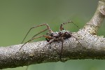 5du11416 - Philodromus aureolus