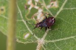 5du11450 - Deraeocoris ruber
