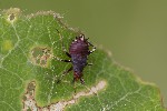 5du11462 - Deraeocoris ruber