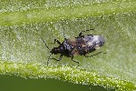 5du11482 - Anthocoridae