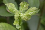 5du11509 - Rabdophaga rosaria