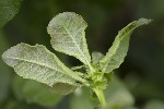 5du11524 - Rabdophaga rosaria