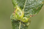 5du11610 - Iteomyia major