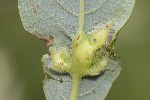 5du11617 - Iteomyia major