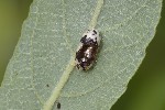 5du11628 - Campopleginae
