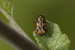 5du11678 - Pachybrachis hieroglyphicus