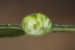 5du11717 - Iteomyia major