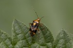 5du11819 - Lygus pratensis