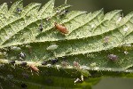 5du11824 - Macrosiphum euphorbiae
