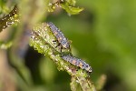 5du11852 - Coccinella septempunctata