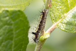 5du11874 - Acronicta psi