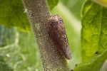 5du11886 - Idiocerus lituratus