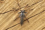 5du11917 - Neoitamus cothurnatus