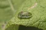 5du11932 - Cassida sp.