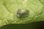 5du11940 - Cassida sp.