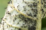 5du11945 - Aphis fabae mordvilkoi