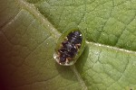 5du11954 - Cassida sp.