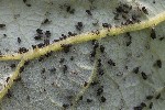 5du11967 - Aphis fabae mordvilkoi