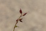 5du11987 - Geranium robertianum