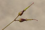 5du11989 - Geranium robertianum