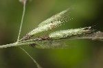 5du12066 - Myzus persicae