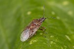 5du12092 - Kleidocerys resedae