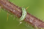 5du12111 - Platycheirus sp.