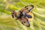 5du12136 - Ectophasia crassipennis