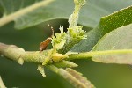 5du12164 - Castanea sativa