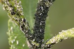 5du12196 - Aphis farinosa